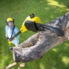 Professional Tree Services in San Felipe, TX