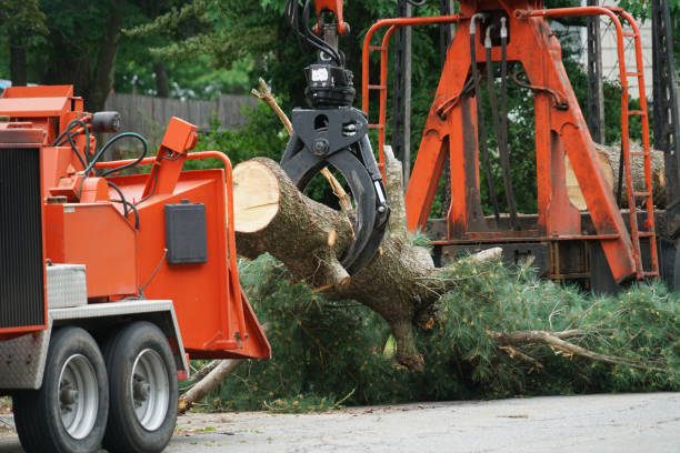 Best Utility Line Clearance  in San Felipe, TX