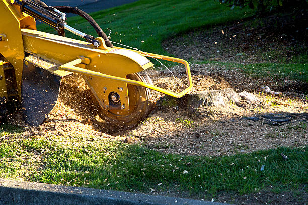 Best Hedge Trimming  in San Felipe, TX